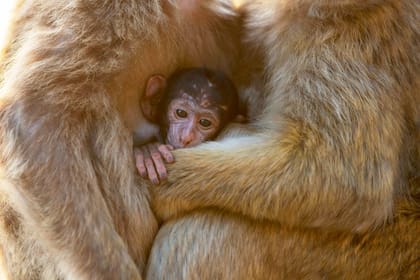 Según el Informe Planeta Vivo de la WWF, desde la revolución industrial, los humanos hemos alterado un 75% de la superficie terrestre no cubierta de hielo