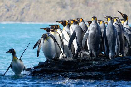 Según el Informe Planeta Vivo, por el cambio climático, una de cada cinco especies se encuentra en peligro de extinción