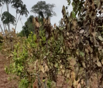 Según el INTA, en Misiones, la cantidad de precipitaciones en diciembre pasado fue la menor en 55 años