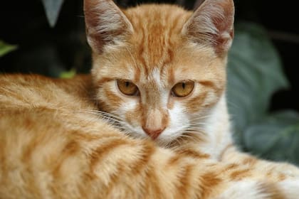 Según estudios científicos, los felinos de color naranja suelen ser los más traviesos de su especie