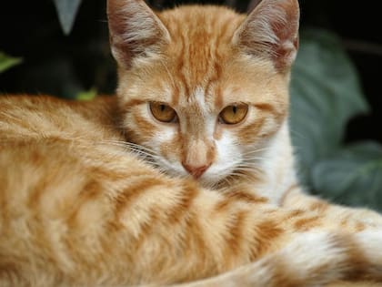 Según estudios científicos los felinos de color naranja suelen ser los más traviesos de su especie
