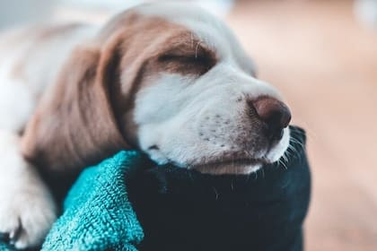 Según estudios, los perros sueñan y pueden tener pesadillas mientras duermen