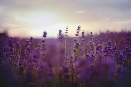 Según estudios realizados en Estados Unidos, la lavanda puede ser utilizada como tratamiento complementario para la depresión (imagen ilustrativa)
