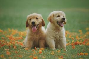 Según estudios realizados en Reino Unido sólo son dos las razas de perros recomendadas para vivir con los infantes