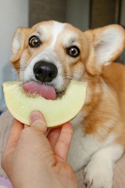 Según expertos, darle comida natural a las mascotas puede ayudar a prevenir alergias y asimilar mejor los nutrientes