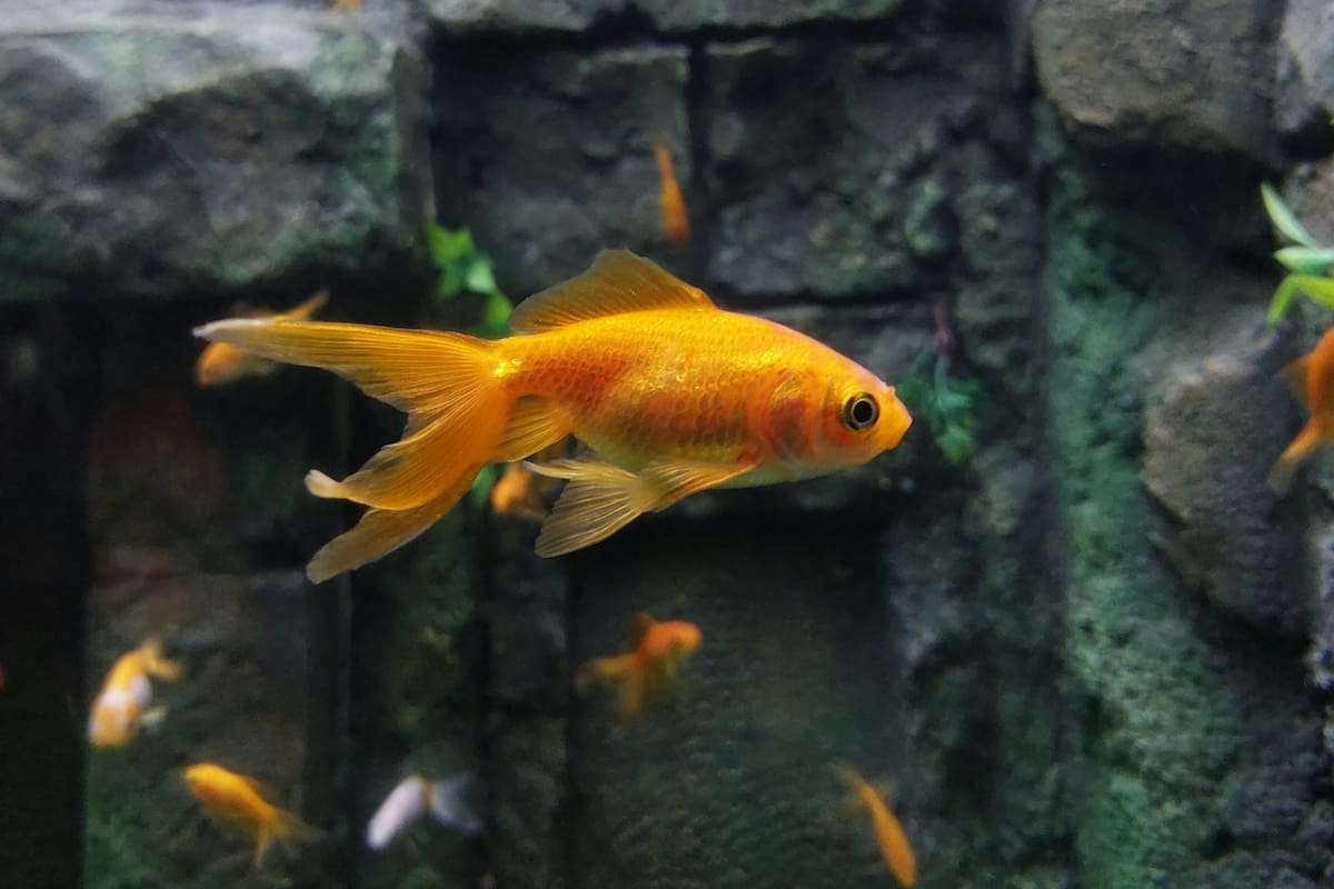 Según expertos, los peces dorados perjudican los ecosistemas de agua dulce