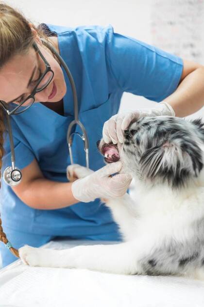 Según explica la doctora Álvarez, hoy en día existen pastas dentales y geles con los que una persona puede realizar la limpieza dental de las mascotas en casa