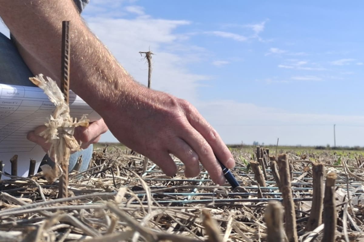 Según explicaron, el yuyo colorado es una de las malezas más problemáticas para los cultivos extensivos, debido a su alta capacidad de adaptación y resistencia a herbicidas