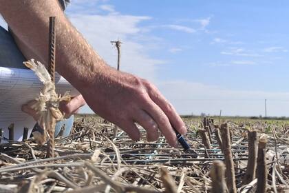 Según explicaron, el yuyo colorado es una de las malezas más problemáticas para los cultivos extensivos, debido a su alta capacidad de adaptación y resistencia a herbicidas