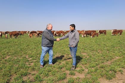 Según explicaron, en la cabaña se seleccionan toros y vaquillonas de raza Braford, Brangus y Polled Hereford para producción propia, principalmente de toros para repaso