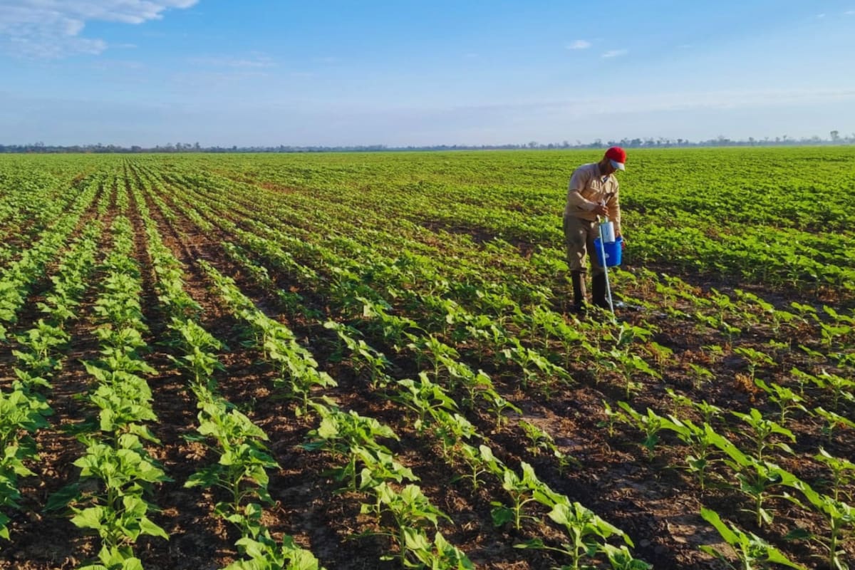 Según explicó el INTA, "los suelos son fundamentales para el desarrollo humano; son la base de la producción alimentaria, de hecho, el 95% de los alimentos que se consumen en el mundo involucran directa o indirectamente a los suelos”