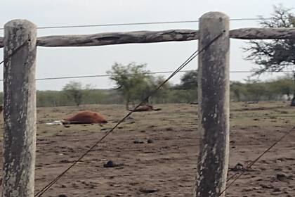 Según explicó la entidad ruralista, la feroz sequía persiste y, según las zonas, ya están entre el cuarto y sexto año de falta de agua