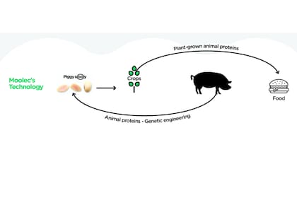 Según habían mencionado Piggy Sooy permitía producir proteína de cerdo en semillas de soja