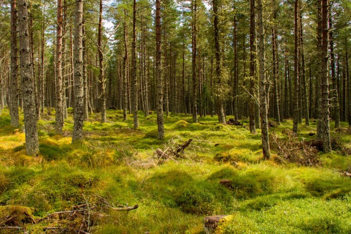 Según Hu, la supermadera no llevará a un aumento en la destrucción de bosques.