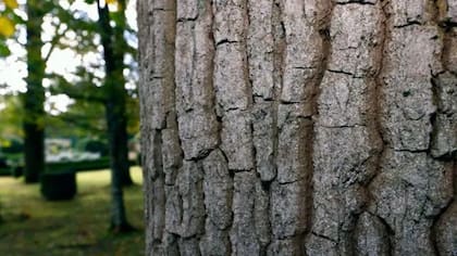 Según indicaron, el proyecto de ley es fruto del trabajo de más de un año con consultas y aportes de referentes de los distintos sectores que participan en el desarrollo de proyectos de carbono