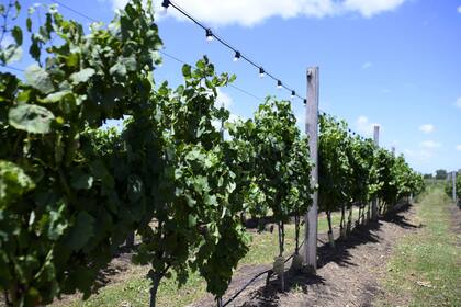 Según indicaron, la cámaras empresarias alertaron sobre el impacto negativo que esto traerá a la vitivinicultura argentina, dijeron