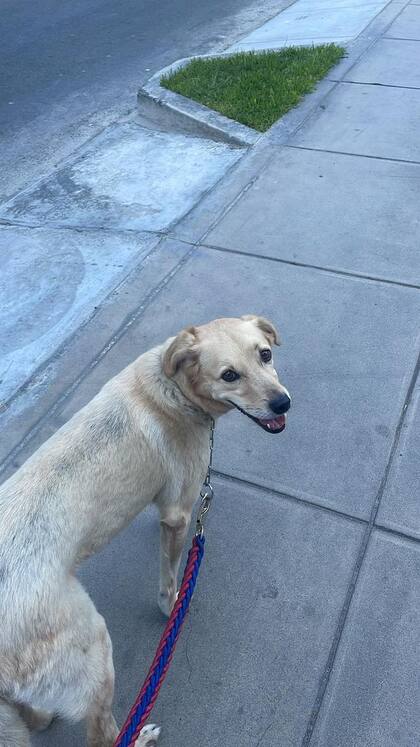 Según información del albergue, Cookie fue rescatado en Magdalena junto a otro perrito que también logró ser adoptado