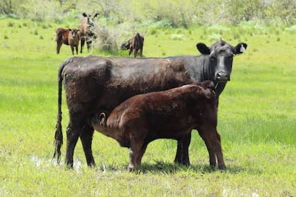 Según información del Instituto de Promoción de la Carne Vacuna Argentina (Ipcva) y el Conicet, el 87% del territorio ganadero presenta riesgo nulo de deforestación