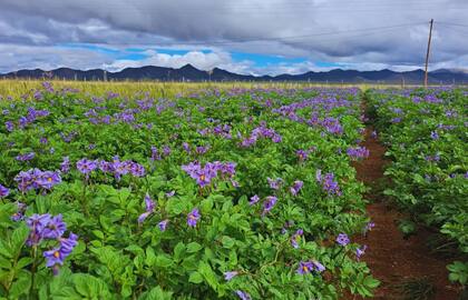 Según informaron, la investigación busca desarrollar plantas que sigan creciendo a pesar de una reducción en la disponibilidad del agua