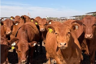 Un feedlot logró una certificación internacional de bienestar animal