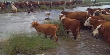 Según informó el organismo sanitario, las medidas apuntan a “cooperar con el sector ganadero y favorecer las gestiones sanitarias y documentales” en los establecimientos afectados por las contingencias climáticas