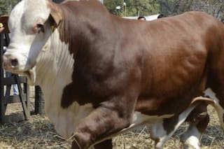 El precio de los toros subió un 61% y cada animal promedia los $10 millones