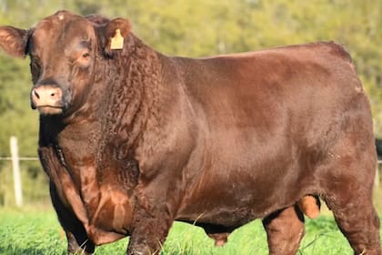 Según la Aduana, el toro Angus, puro de pedigree, propiedad de la firma Ganadera del Villaguay SA iba a ser exportado a un valor FOB menor al precio vendido en remate