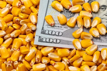 Según la agroexportación, el mayor fluyo de divisas vino e la mano del maíz y el trigo
