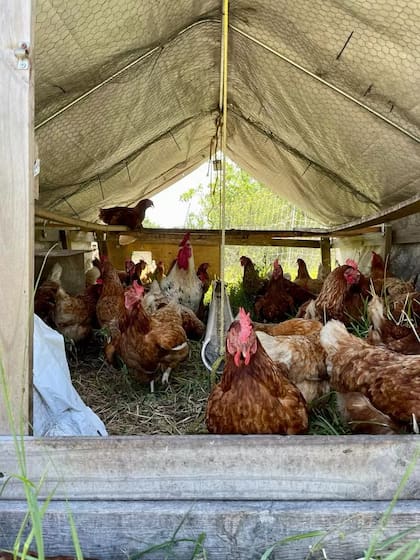 Según la autora del libro Big Chicken, la complejidad de los árboles genealógicos que crearon estas firmas entonces aseguró que las aves no pudieran reproducirse fuera de sus negocios