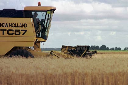 Las previsiones de cosecha de trigo se cayeron debido a la sequía