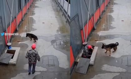 Según la cuenta que publico el video, los perros protagonistas son hermanos (Foto Twitter: Yoda4ever)