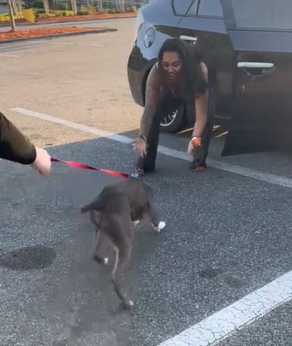 Según la dueña, su mascota se comporta como si nunca se hubiera ido de casa