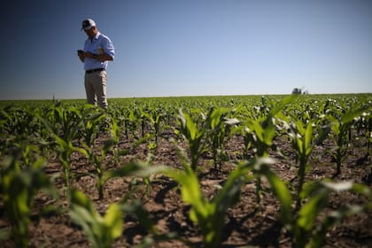 Según la empresa, “el buen manejo variable del cultivo de maíz puede resumirse en funciones claves o pasos a seguir para que las tomas de decisiones en el lote permitan ahorrar insumos y potenciar rendimientos”