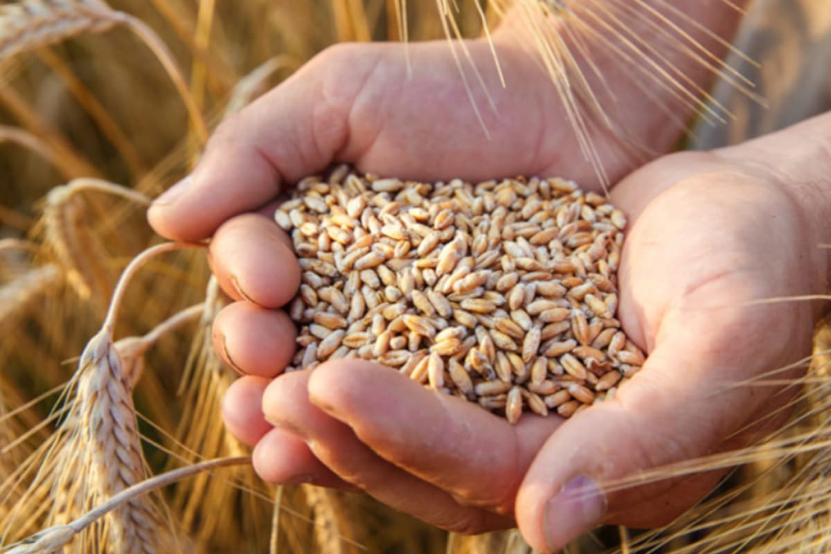 Según la entidad cordobesa, de eliminarse los derechos de exportación mejoraría el resultado, aunque no generarían grandes cambios en la hoja de balance de los productores
