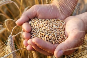 La siembra de trigo en Córdoba caerá al menor nivel en once años