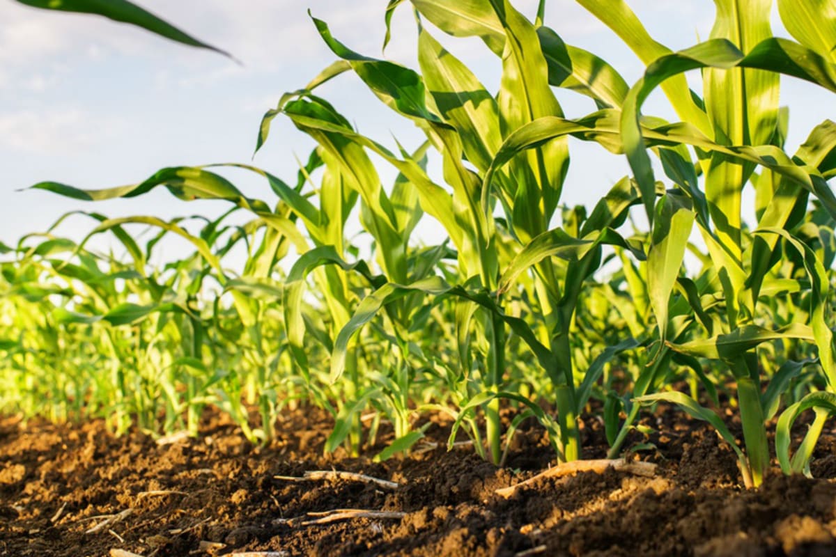 Según la entidad, la suba de retenciones impactó sobre las decisiones de siembra del cereal