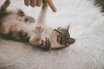 Según la experta, los gatos tienen una relación diferente a la de los perros con los humanos por su historia evolutiva