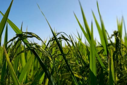 Según la investigación, la emisión fue de 0,804 kilogramos de dióxido de carbono (CO2) equivalente por cada kilogramo de semilla producida