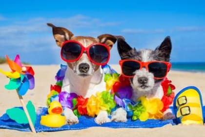 Según la médica, "en la actualidad existen muchos hoteles para gatos y perros"