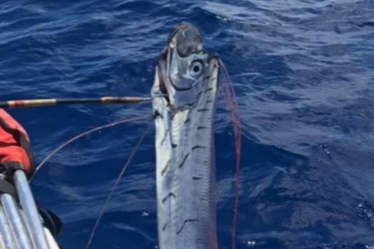 Según la mitología japonesa el pez remo es un augurio de catástrofes que se avecinan.