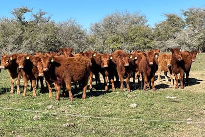 Según la resolución, se podrán inscribir aquellas personas jurídicas que desarrollen un esquema de diferenciación para el sector agroindustrial, que incluya un sistema de verificación, certificación y auditorías de tercera parte, para dar cumplimiento a estándares y regulaciones internacionales, a través de la Plataforma de Trámites a Distancia (TAD)”