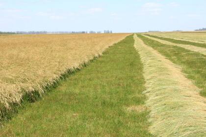 Según la semillera gentos, desde el año 2005 al 2019 las exportaciones argentinas de semilla forrajera se multiplicaron por ocho.