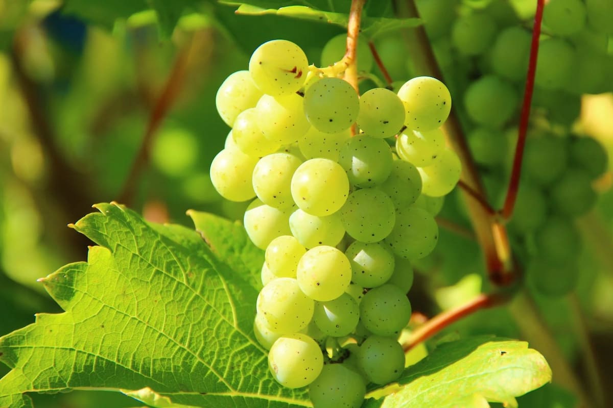 Según la tradición, comer 12 uvas trae buena suerte para todos los meses del año que comienza