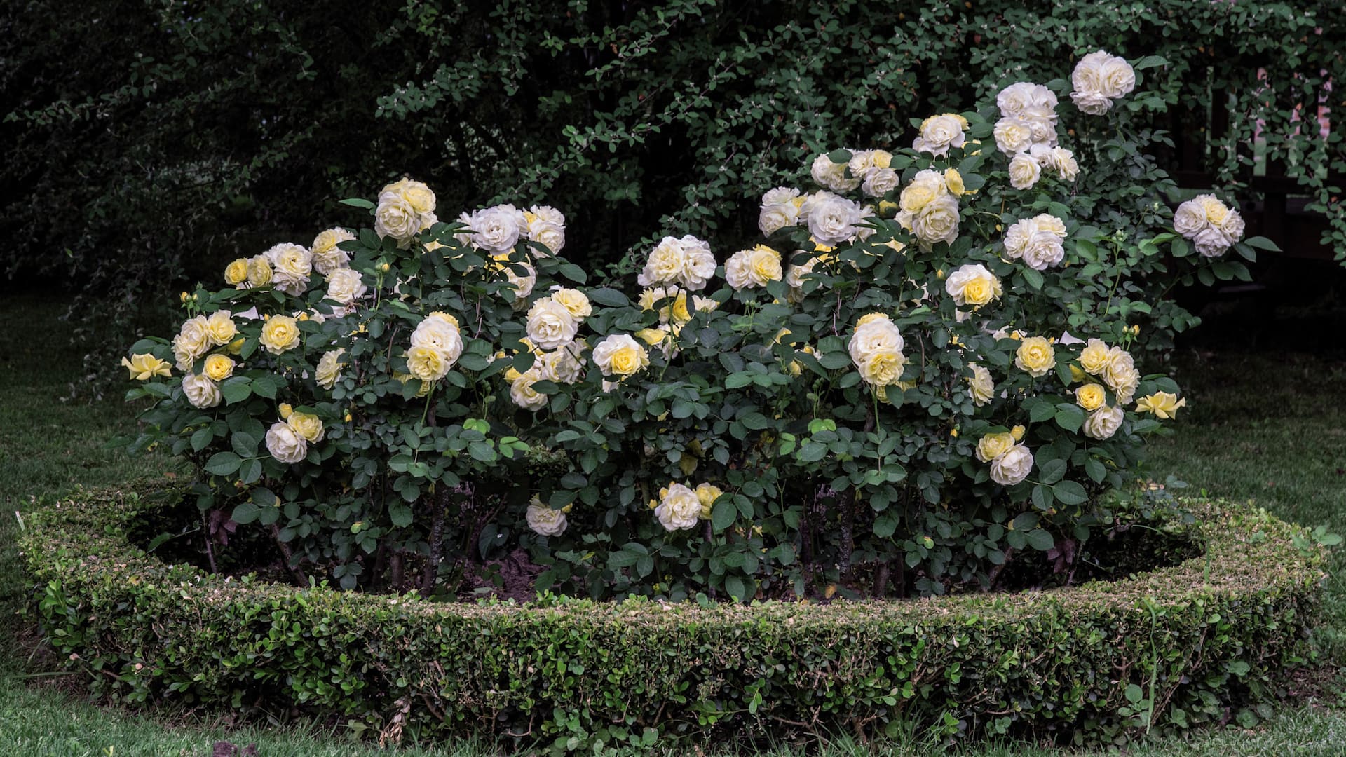 Según la variedad, perfume, color y formas, las rosas pueden ocupar distintos espacios en el jardín, siempre manteniendo su fuerte y romántica presencia.