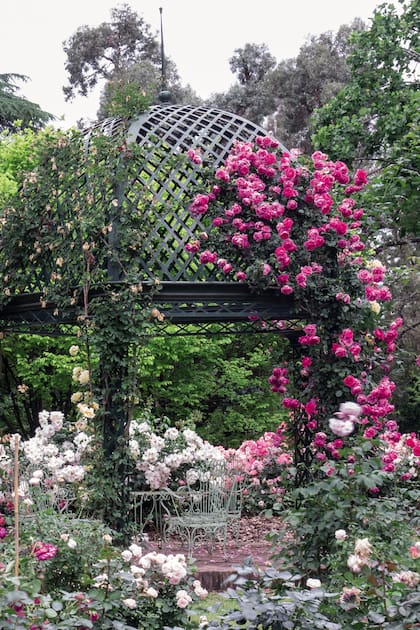 Según la variedad, perfume, color y formas, las rosas pueden ocupar distintos espacios en el jardín, siempre manteniendo su fuerte y romántica presencia.
