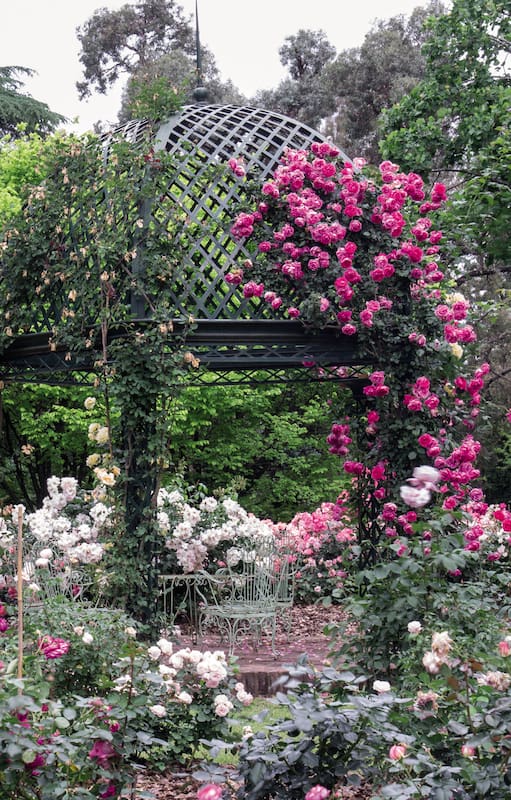 Según la variedad, perfume, color y formas, las rosas pueden ocupar distintos espacios en el jardín, siempre manteniendo su fuerte y romántica presencia.