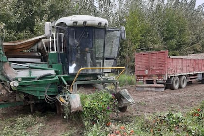 Según Leiva, los que estaban dentro del programa Tomate 2000 cobraron entre 100 y 112 pesos el kilo con contrato, pero fue el mismo precio del año pasado y no se tomó en cuenta la inflación