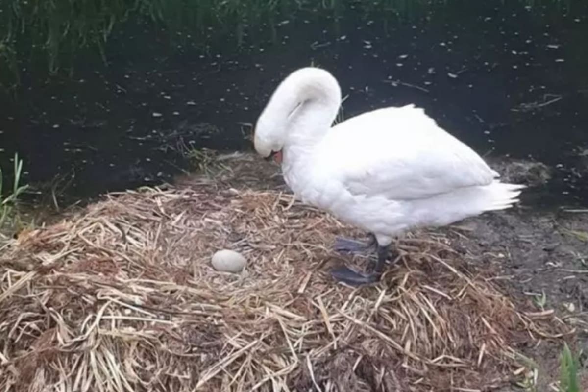 Según los conservacionistas, el animal murió de tristeza luego de que solo quedara un huevo en su nido y que el macho se fuera del lugar aquejado de estrés