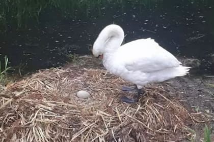 Según los conservacionistas, el animal murió de tristeza luego de que solo quedara un huevo en su nido y que el macho se fuera del lugar aquejado de estrés
