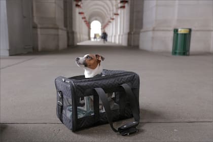 Según los criterios de Amtrak, las mascotas deben estar en una jaula transportadora